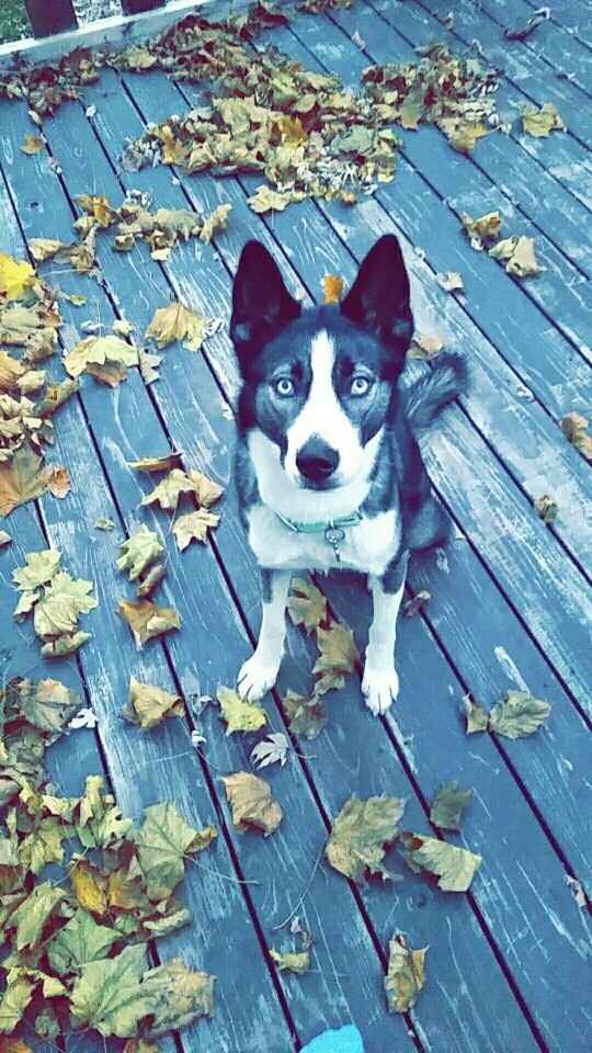 NWR: you and furbaby pic!