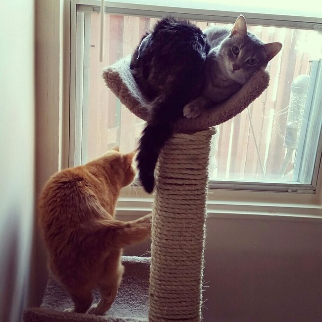 Sick and need cheering up--show me your Fur babies!