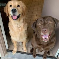 Dog Friendly Beach Locations - 1