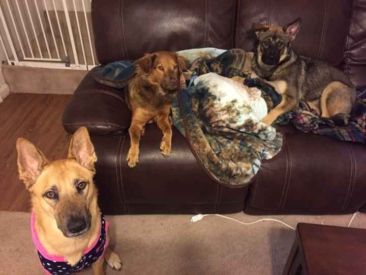 Sick and need cheering up--show me your Fur babies!