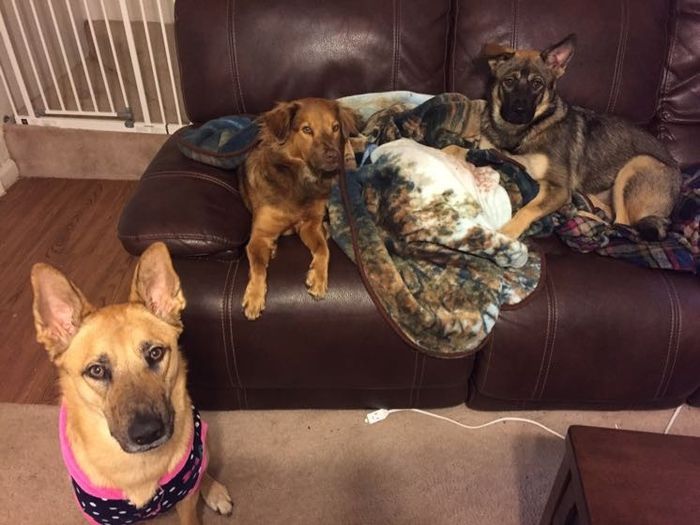 Sick and need cheering up--show me your Fur babies!