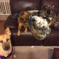 Sick and need cheering up--show me your Fur babies!