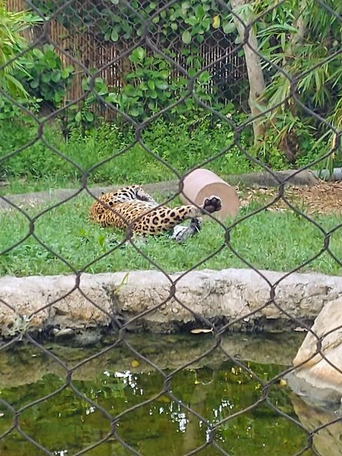 The Jaguar actually came to check us out right before we went down the aisle