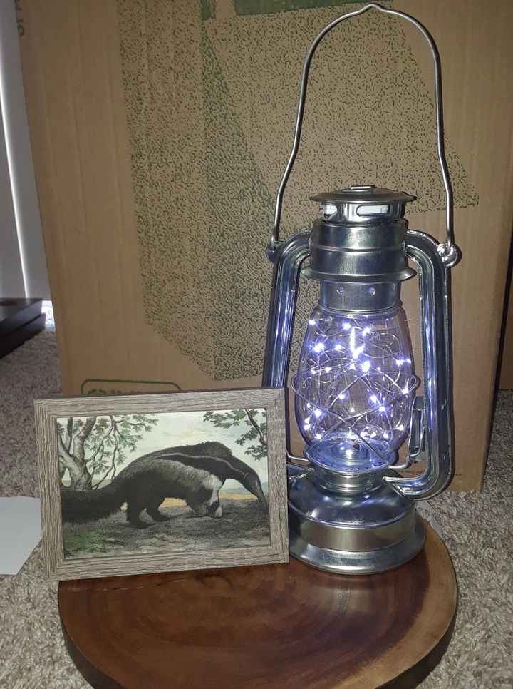 anteater