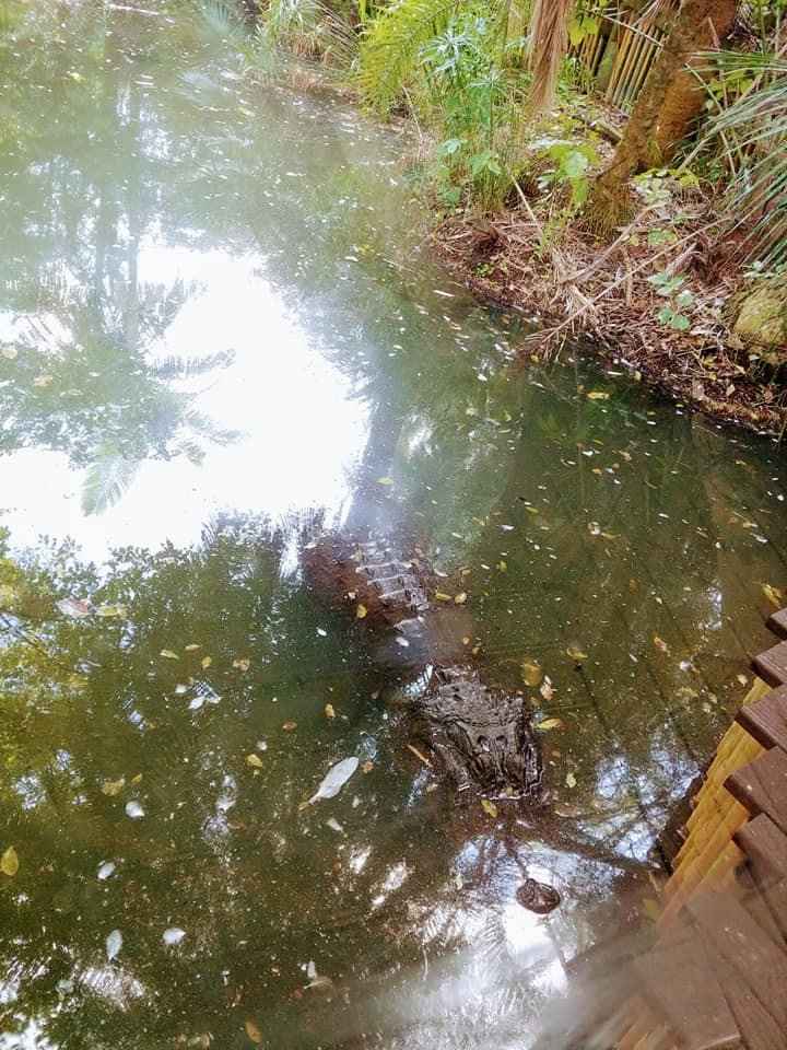 Alligators!