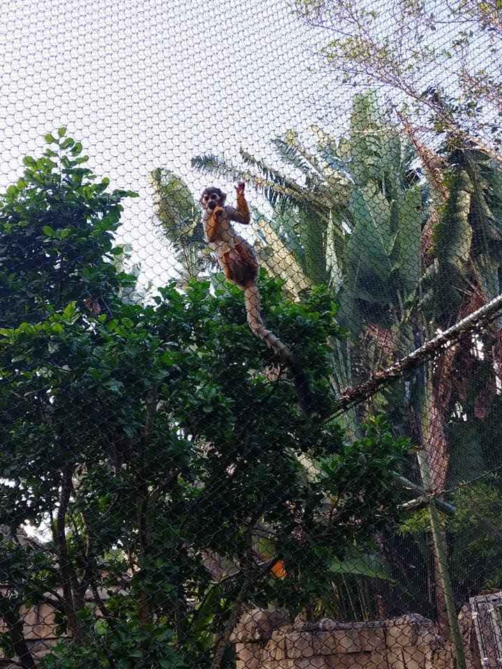 Squirrel monkeys for my hubby watching whats going on.