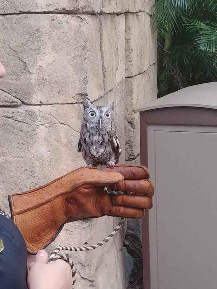 Screech owl the zoo brought out for cocktail hour! It's all eyeballs!