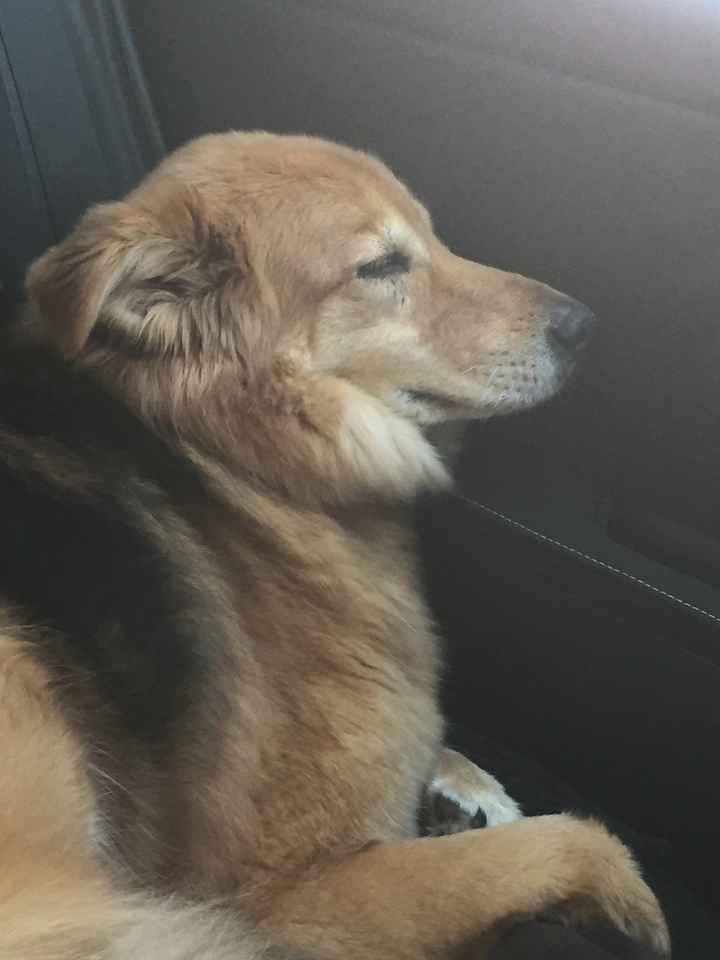 Spinoff: Show us your rescues!