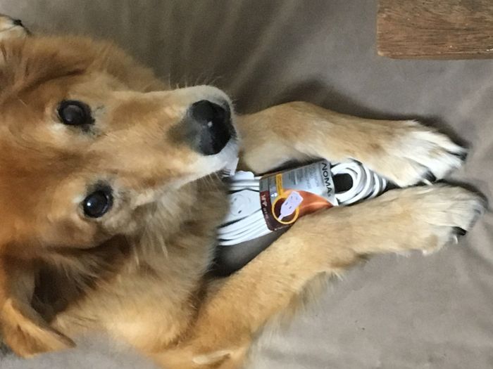 NWR: Puppies and fur babies!