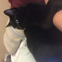 New to the site! -- Updated with kitten picture!
