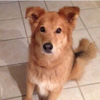 Furbaby pick me up