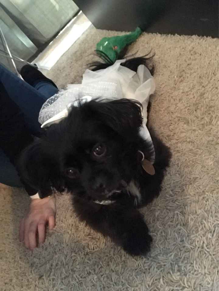 Our Beautiful Boy Got His Tux this Weekend!! - 1