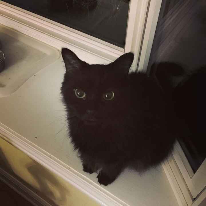 Sick and need cheering up--show me your Fur babies!