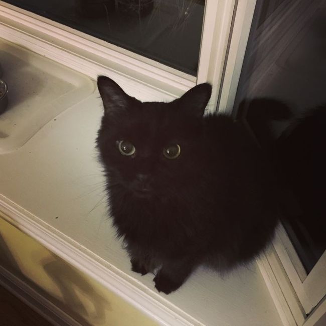 Sick and need cheering up--show me your Fur babies!