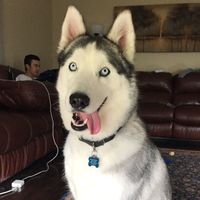 Show me your fur babies!