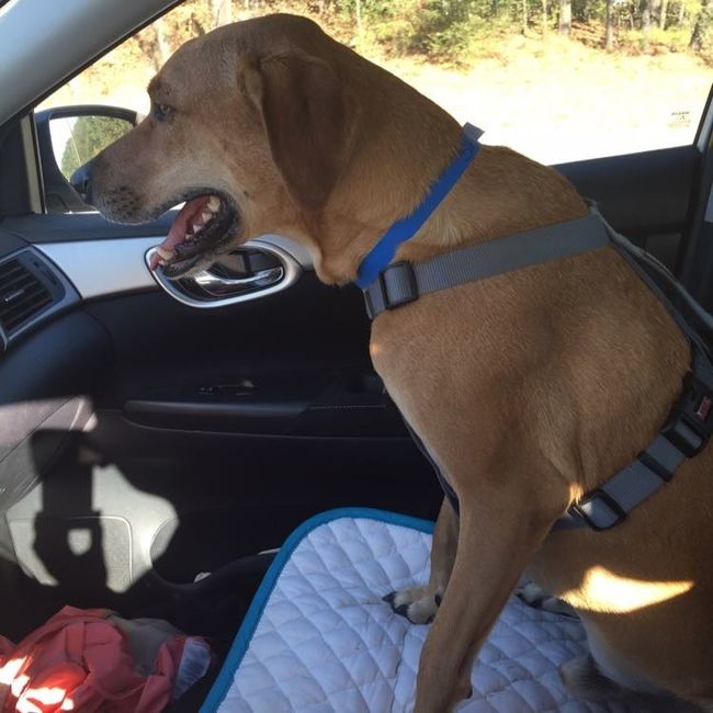 NWR: My pup thinks she's people. She's right. Show me your "people pups!"