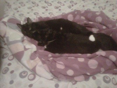 Furbabies make me happy :)