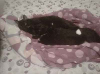 Furbabies make me happy :)