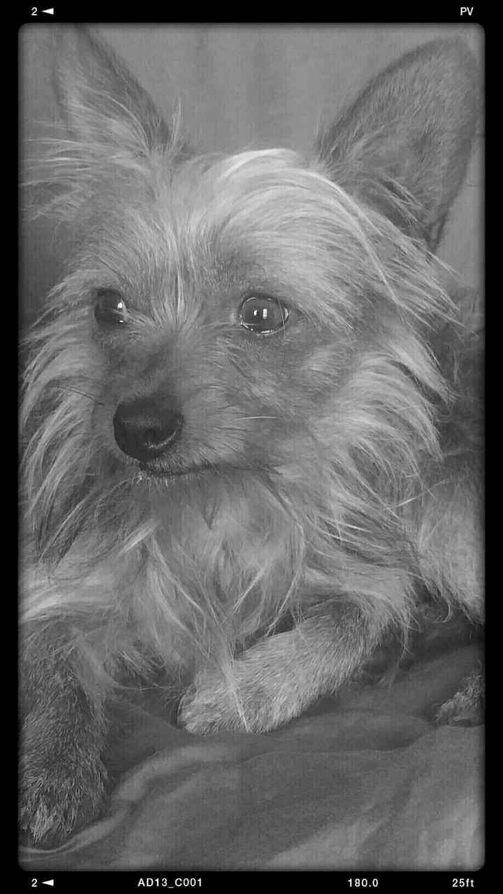 NWR: Show me your fur babies