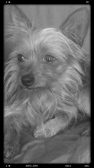 NWR: Show me your fur babies