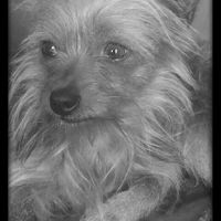 NWR: Show me your fur babies