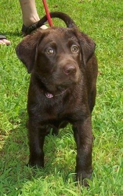 Let's see your pets!