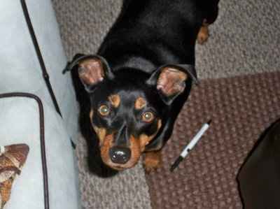 Lets see those pets!!! (NWR)