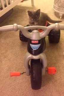 NWR:Meet the newest addition to my family