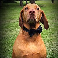 Let's Talk Photos! {Pics with Pets} - 1