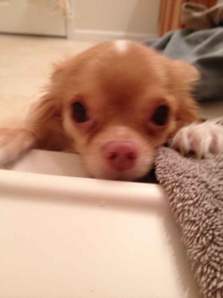 Show me your Furbabies!