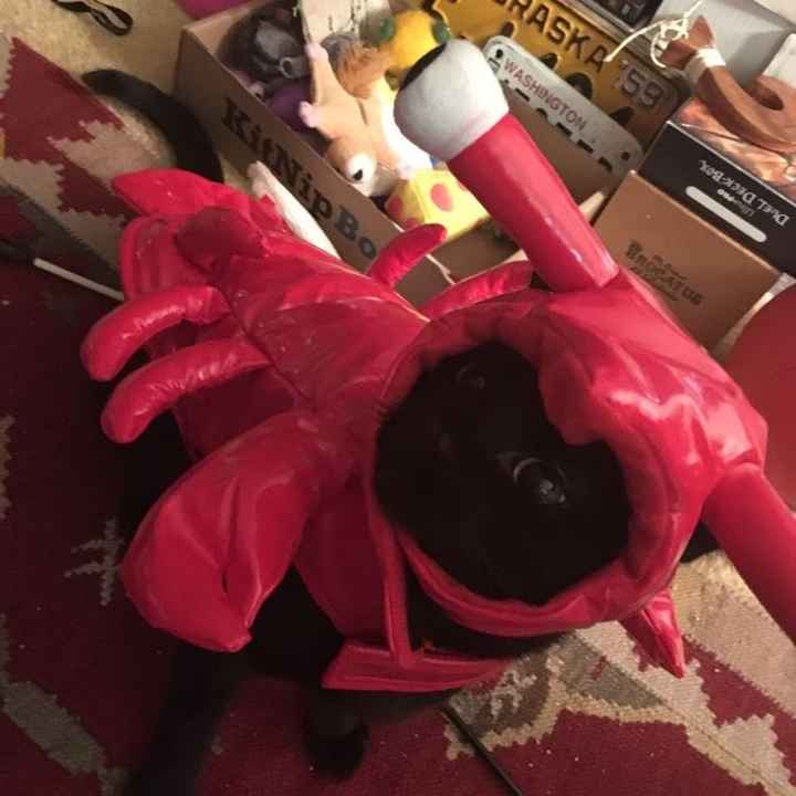 NWR Show us your Halloween Pets!