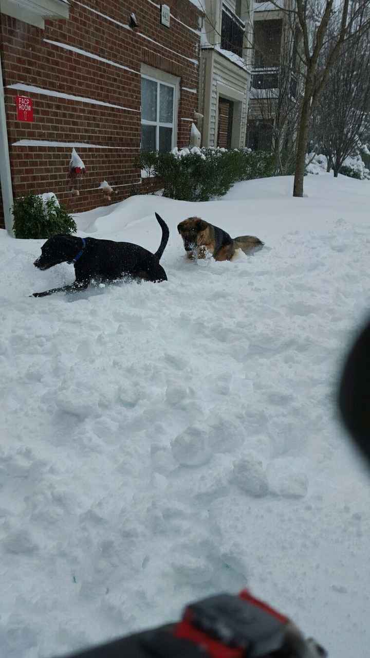 Snow puppies