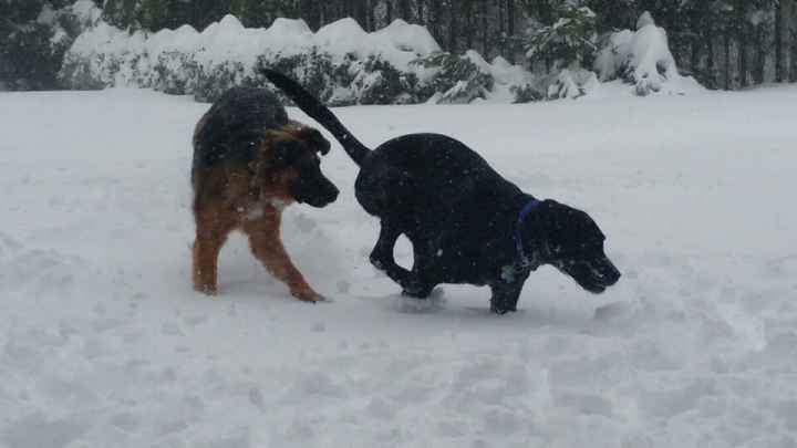 Snow puppies