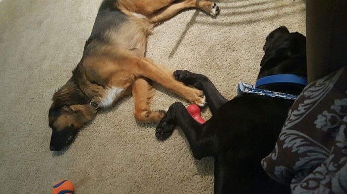 NWR - Pet pictures