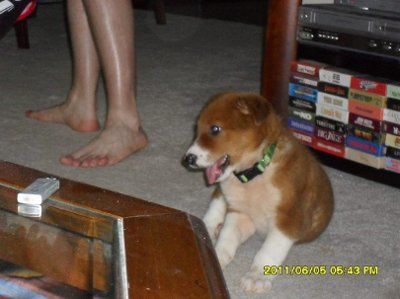 NWR: New Puppy