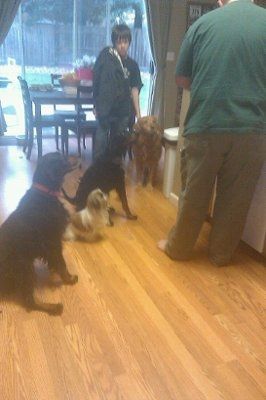 NWR: Lets see our pets!!