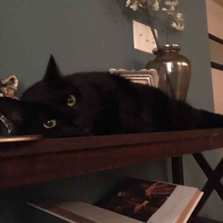 Show my your kitties!