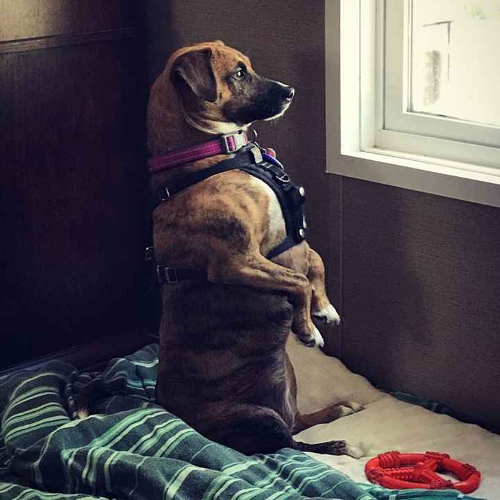 Nwr- show me your fur babies