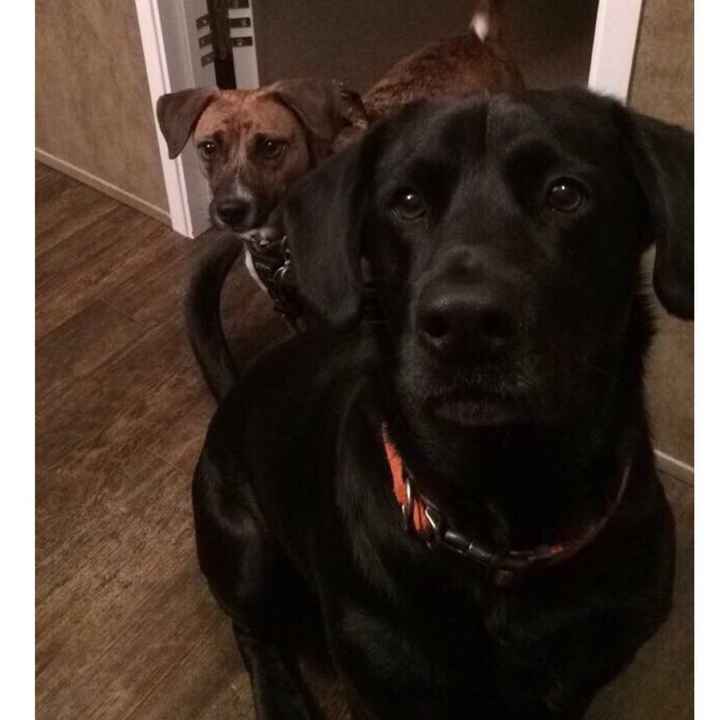 Nwr- show me your fur babies