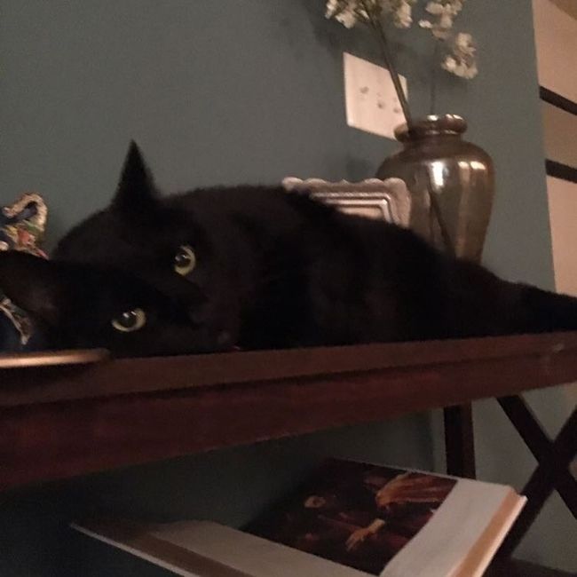 Show my your kitties!