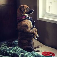 Nwr- show me your fur babies