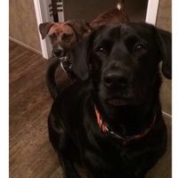 Nwr- show me your fur babies