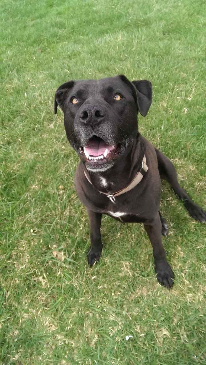 Nwr- show me your fur babies