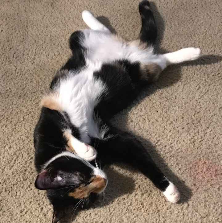 Furbabies?(non wedding post)