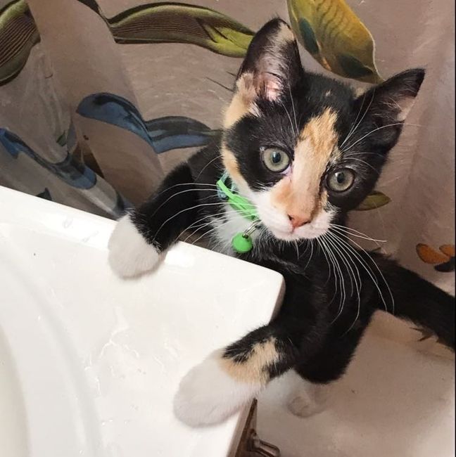 Let me see those fur babies!