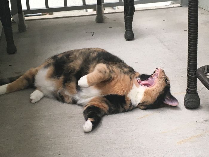 KWR: Who else missed their pets?