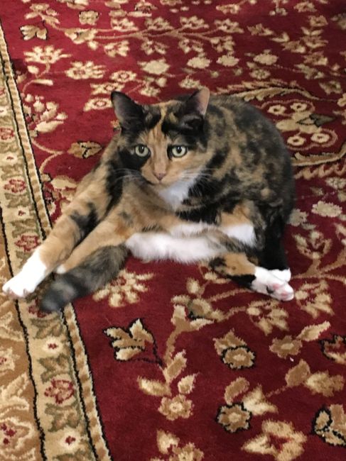 Today is National Pet Day! Let's see those fur babies :)