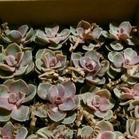 Name placeholders/wedding favors - 2