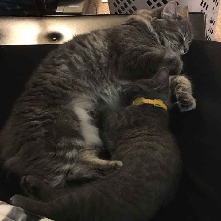 Nwr: strange cat behavior