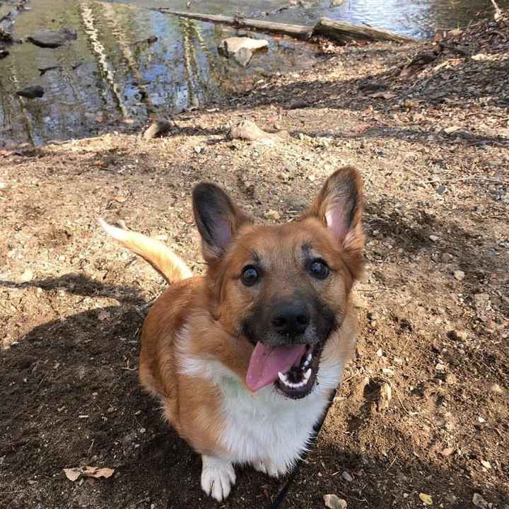 NWR: Puppies and fur babies!